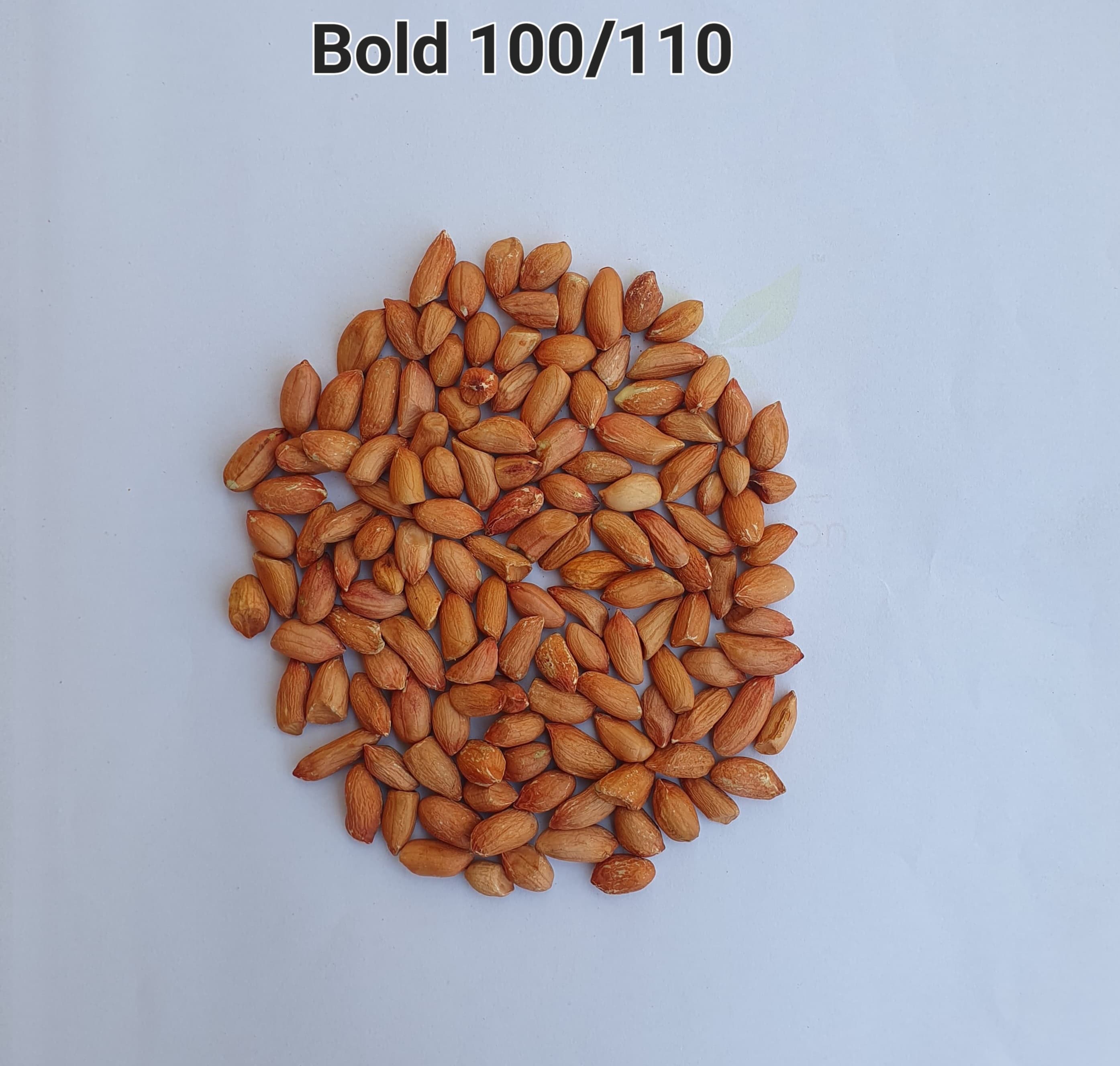 Peanut Seeds Bold